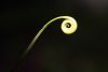image of Gloriosa rothschildiana