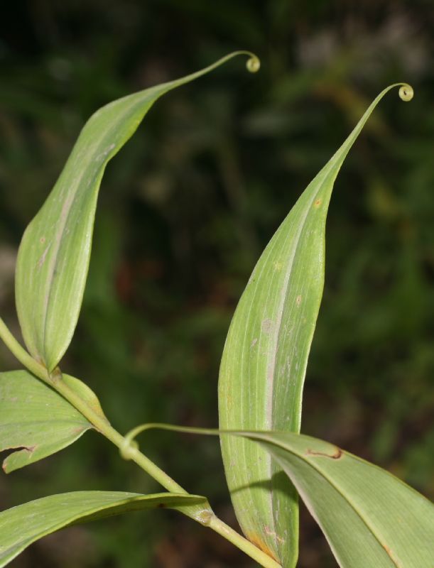 Colchicaceae Gloriosa rothschildiana
