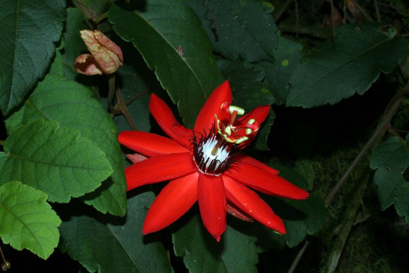 Passifloraceae Passiflora 