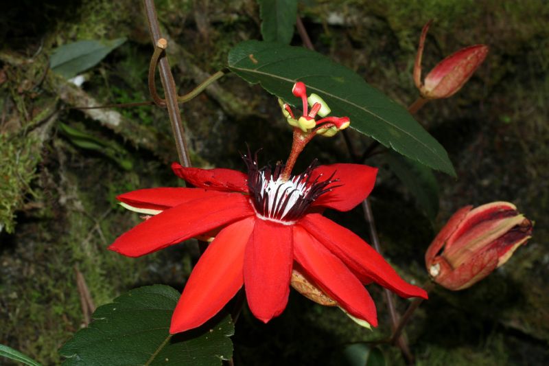 Passifloraceae Passiflora 