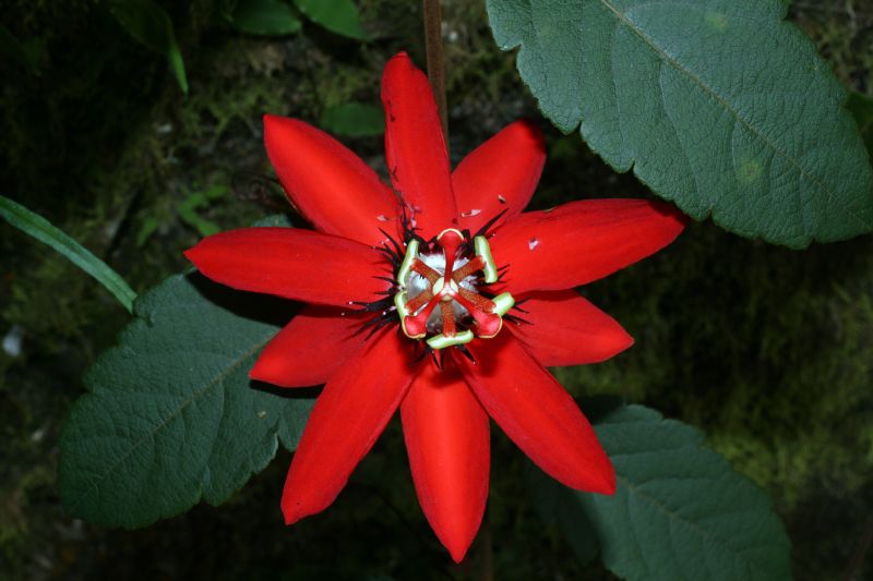 Passifloraceae Passiflora 