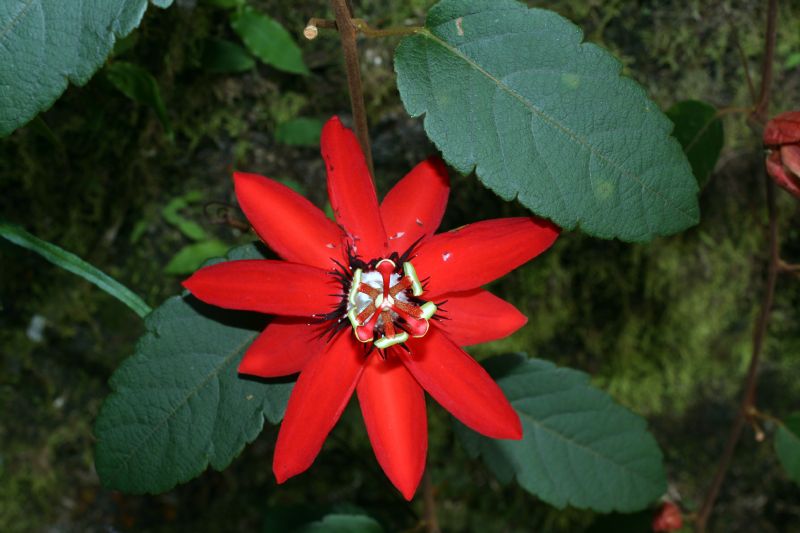 Passifloraceae Passiflora 