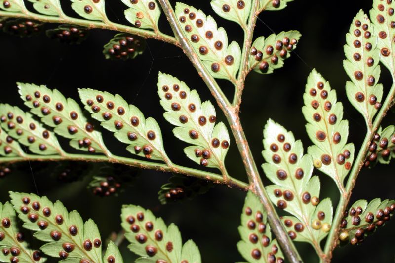 Dryopteridaceae Rumohra adiantifomis
