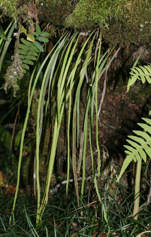 Pteridaceae Radiovittaria stipitata