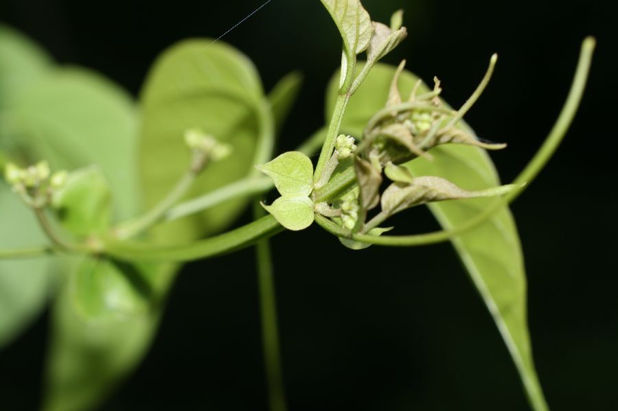 Bignoniaceae Cydista diversifolia