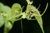 image of Cydista diversifolia