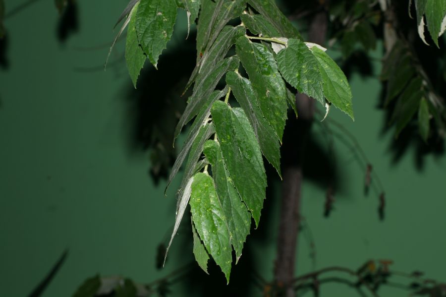 Byttneriaceae Guazuma ulmifolia