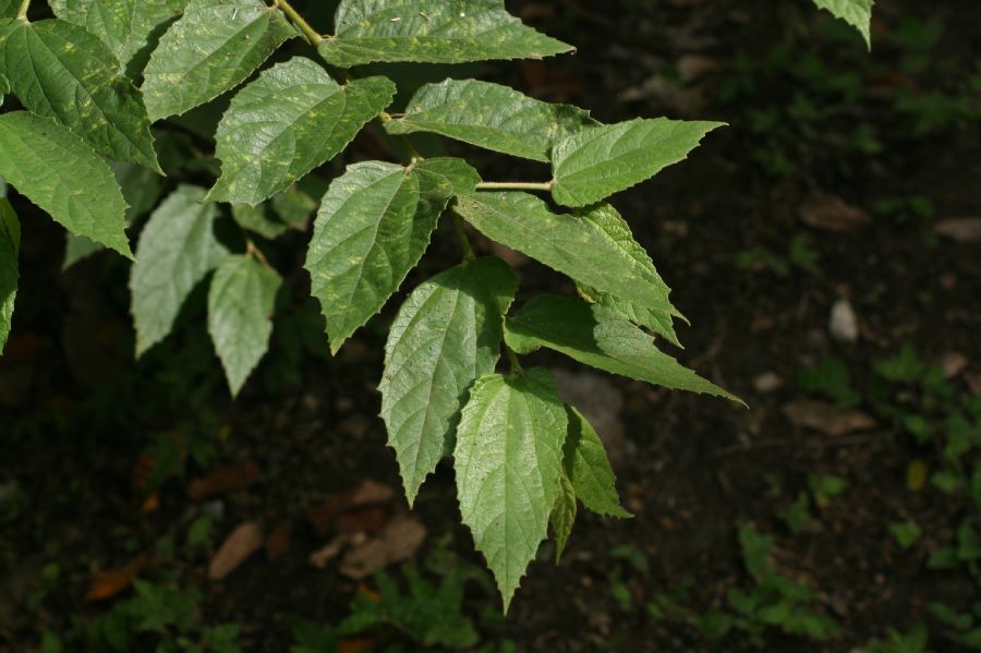 Byttneriaceae Guazuma ulmifolia