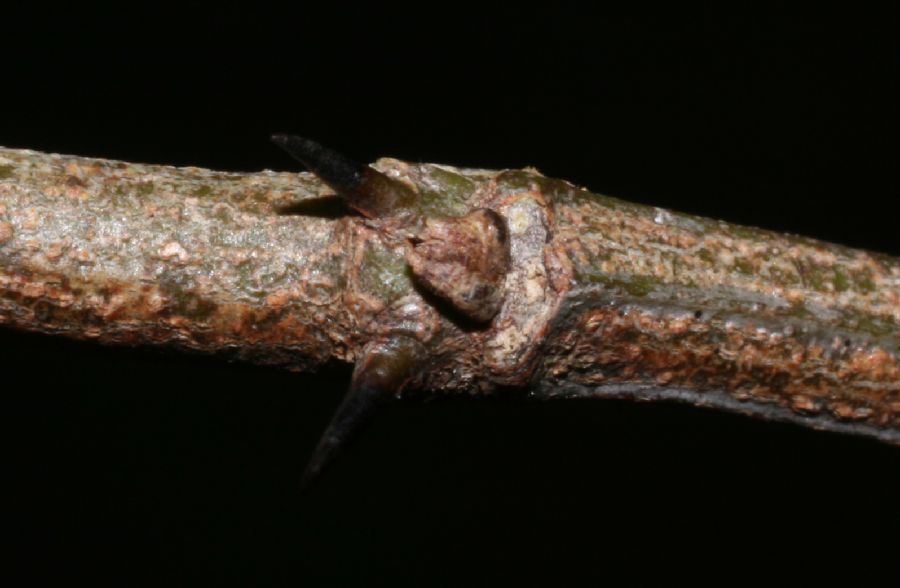 Rhamnaceae Ziziphus guatemalensis