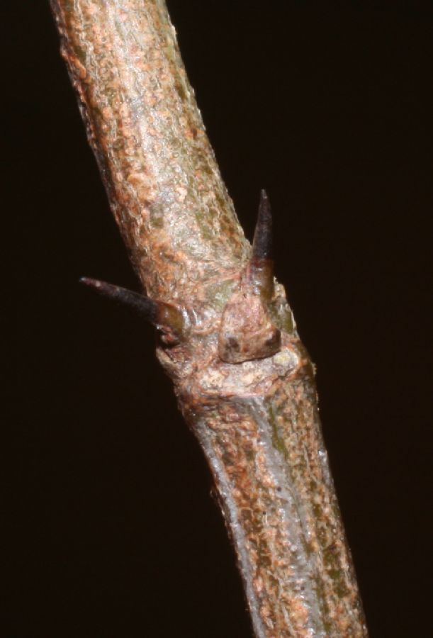 Rhamnaceae Ziziphus guatemalensis