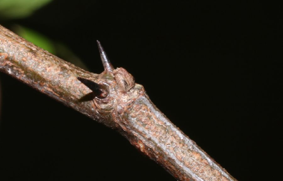 Rhamnaceae Ziziphus guatemalensis