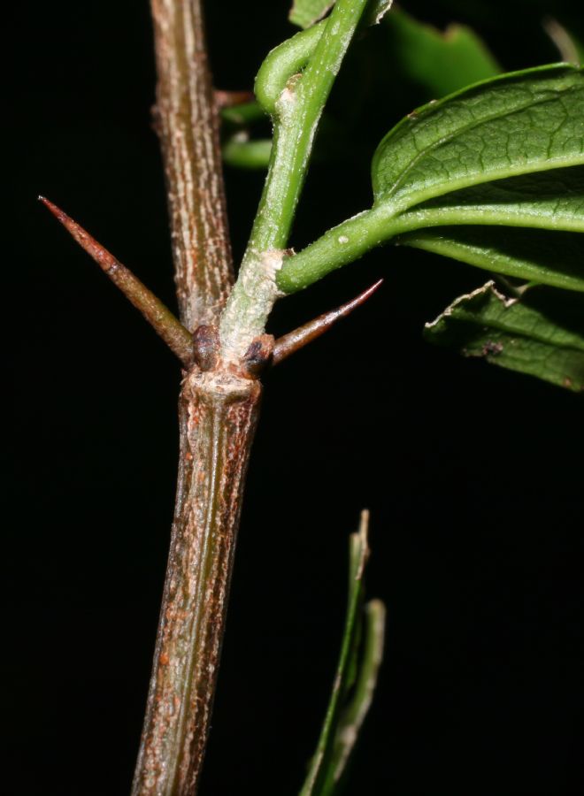 Rhamnaceae Ziziphus guatemalensis