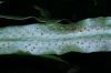 image of Campyloneurum amphostenon