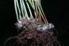 image of Campyloneurum amphostenon