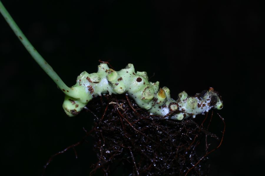 Polypodiaceae Campyloneurum amphostenon