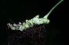 image of Campyloneurum amphostenon