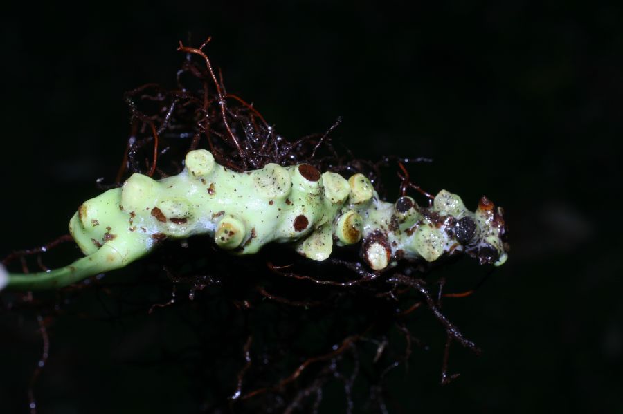 Polypodiaceae Campyloneurum amphostenon