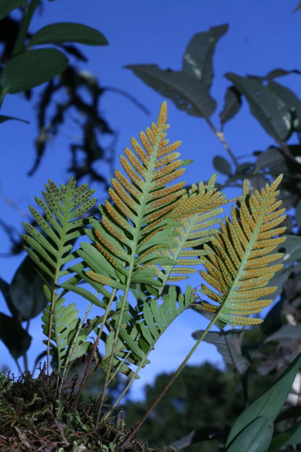 Polypodiaceae Pleopeltis plebeium