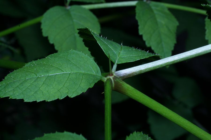 Araliaceae Aralia elata