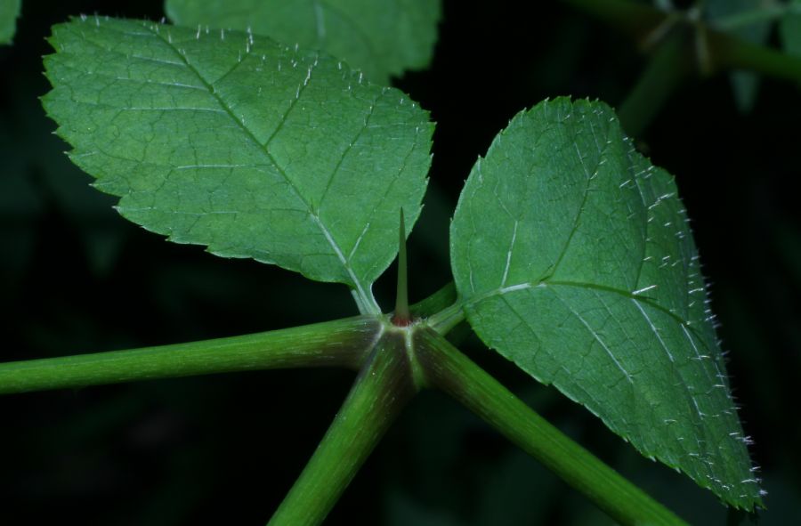 Araliaceae Aralia elata