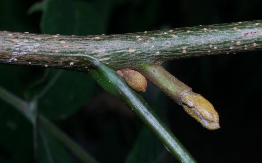 Juglandaceae Carya cordiformis