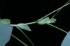 image of Liriodendron tulipifera