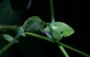 image of Liriodendron tulipifera