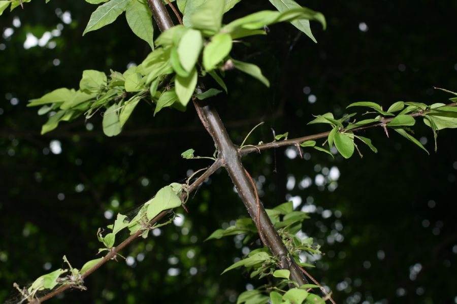 Nyctaginaceae Pisonia aculeata