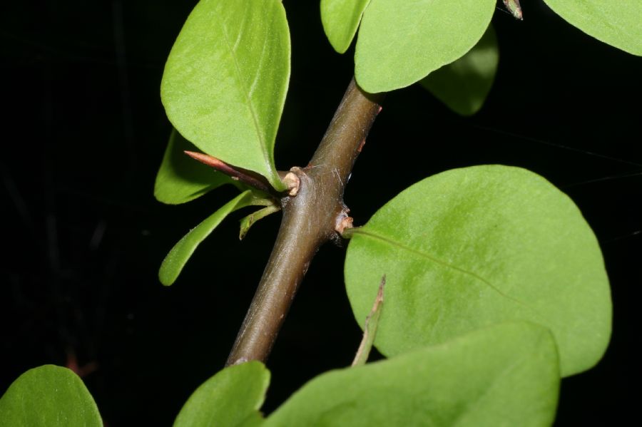 Nyctaginaceae Pisonia aculeata
