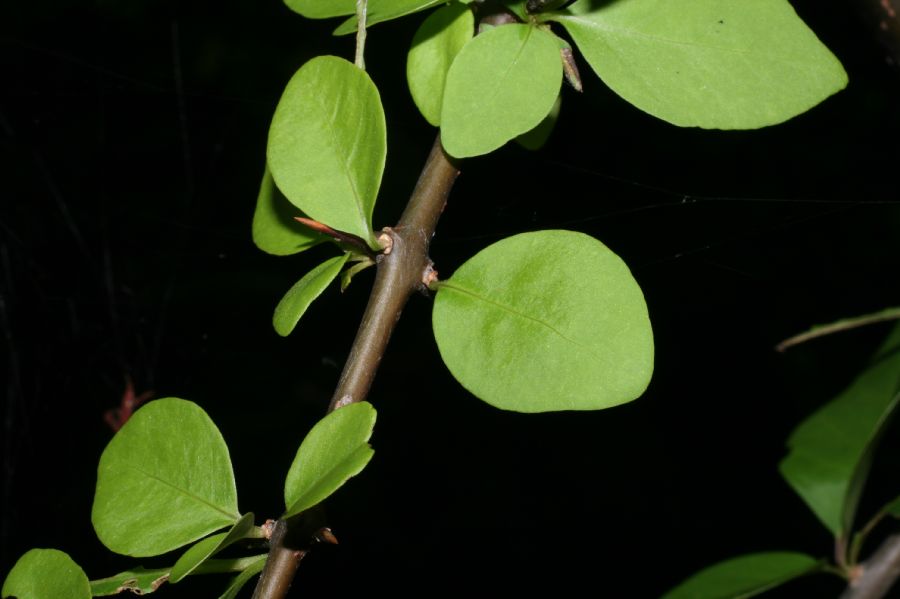 Nyctaginaceae Pisonia aculeata