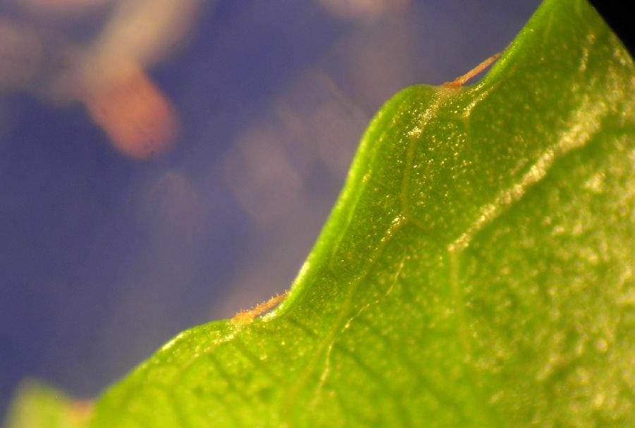Lecythidaceae Lecythis ampla