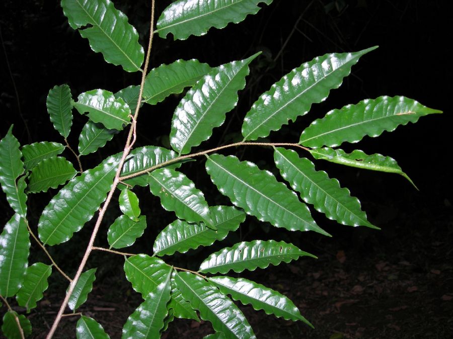 Lecythidaceae Lecythis ampla