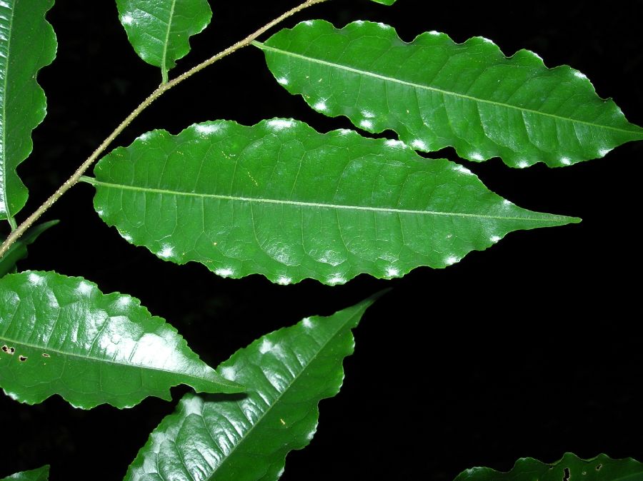 Lecythidaceae Lecythis ampla