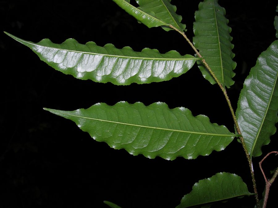 Lecythidaceae Lecythis ampla