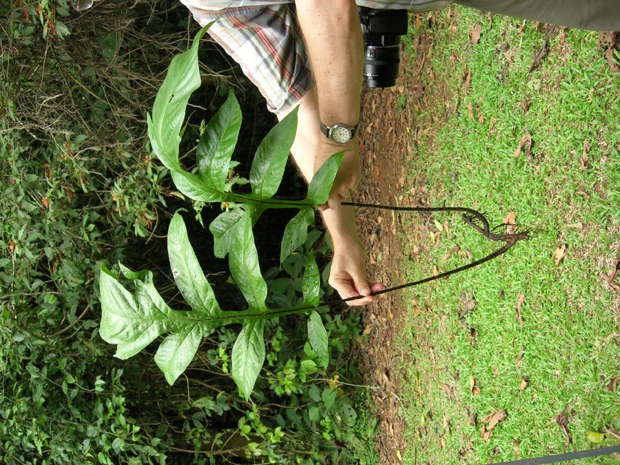 Tectariaceae Hypoderris nicotianifolia