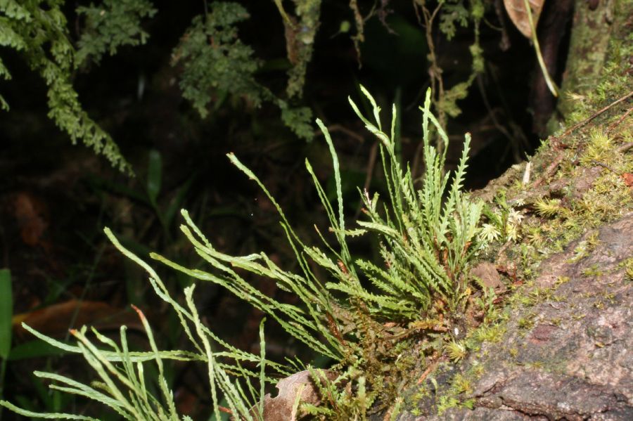 Polypodiaceae Cochlidium serrulatum