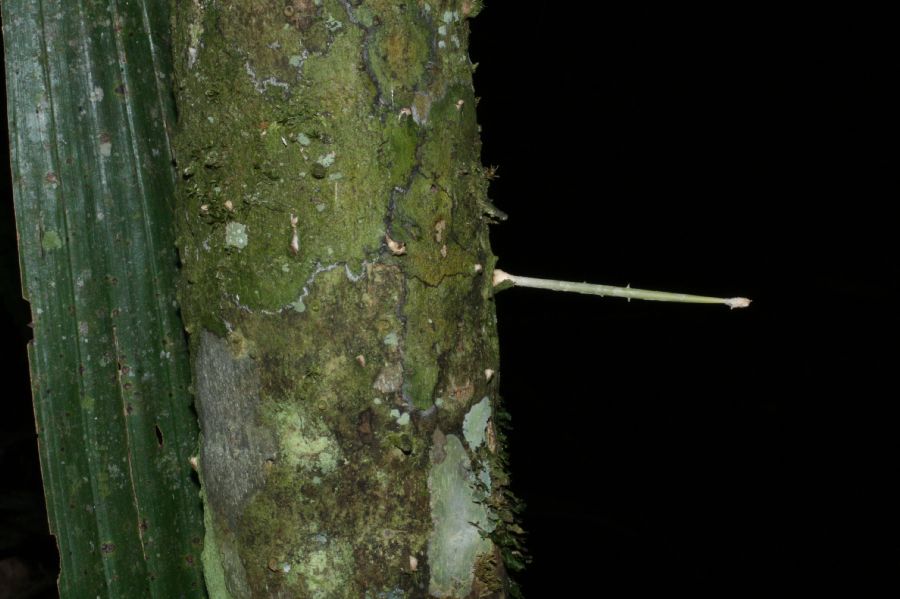 Arecaceae Cryosophila warscewiczii