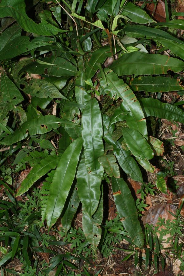 Oleandraceae Oleandra articulata
