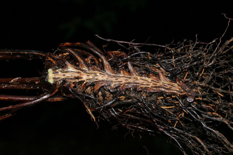 Saccolomataceae Saccoloma inaequale