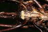 image of Saccoloma inaequale