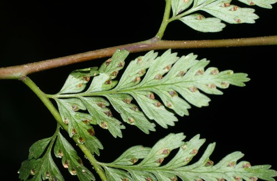 Saccolomataceae Saccoloma inaequale