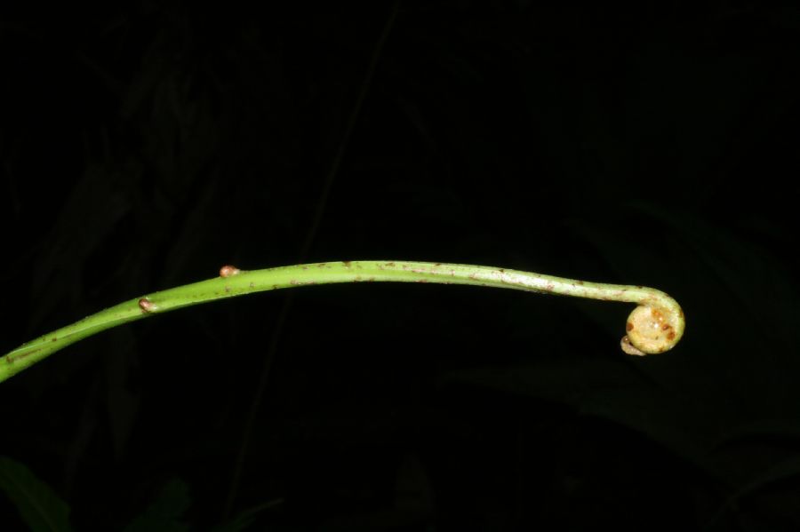 Blechnaceae Salpichlaena papyrus