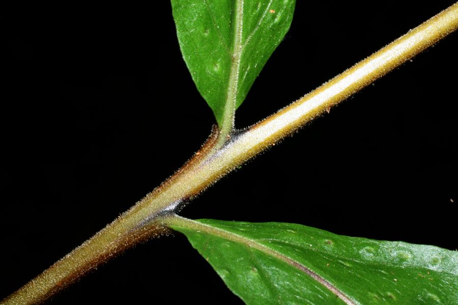 Tectariaceae Tectaria moranii