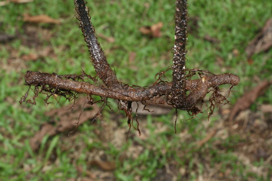 Tectariaceae Hypoderris nicotianifolia