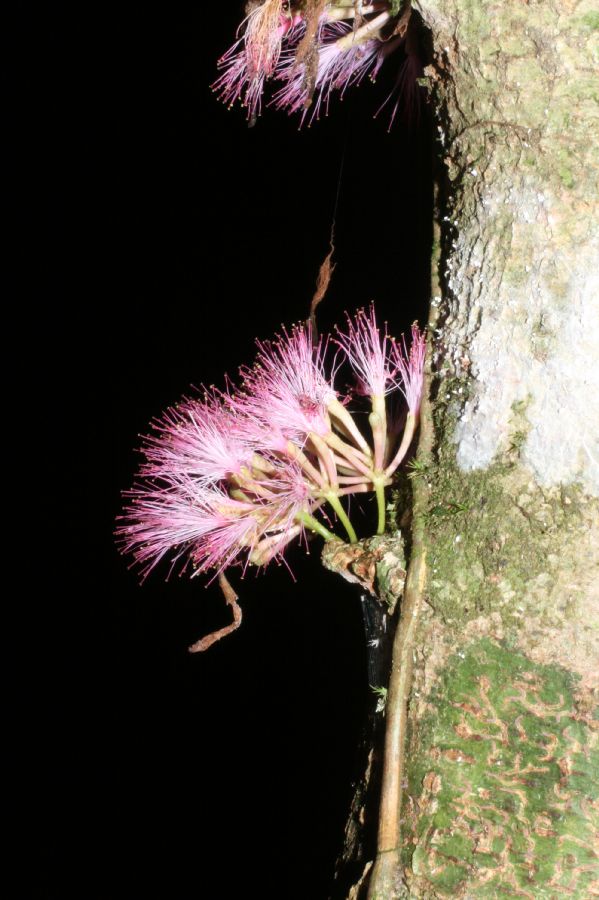 Fabaceae Zygia gigantifoliola