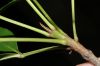 image of Tabebuia palustris