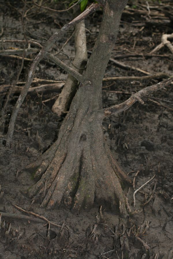Acanthaceae Avicennia bicolor