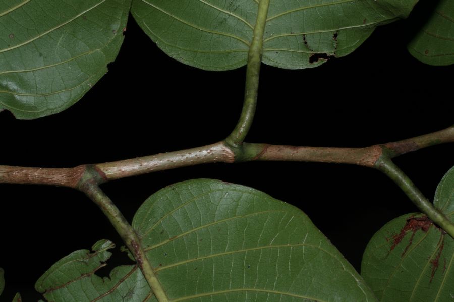 Polygonaceae Coccoloba 