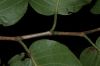 image of Coccoloba 