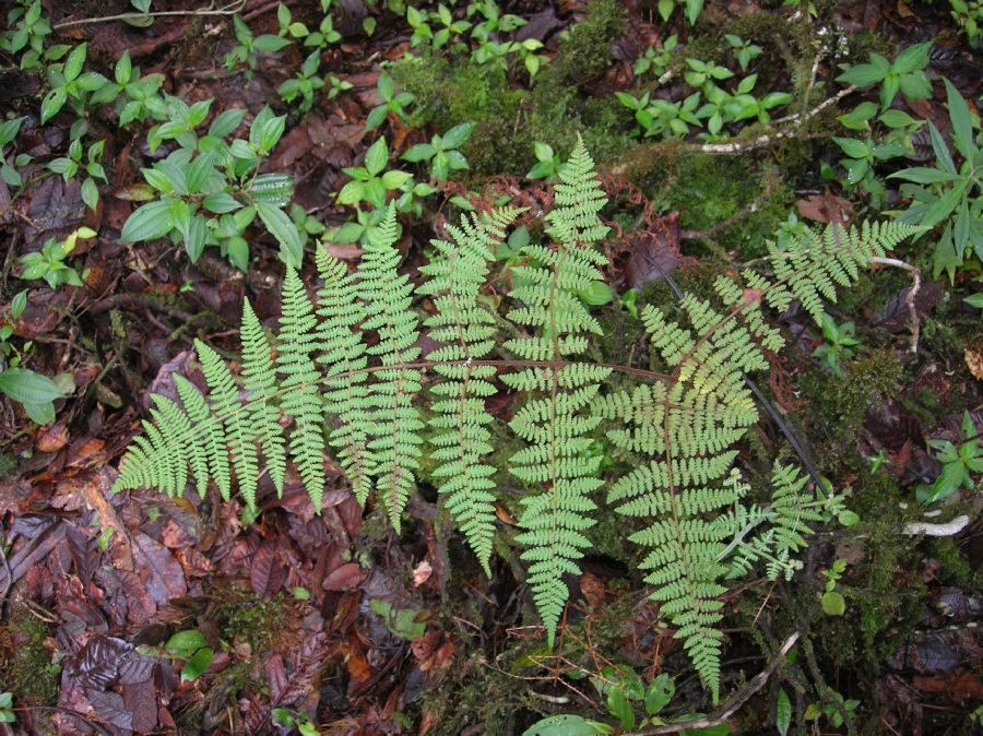 Dennstaedtiaceae Hypolepis trichobacilliformis